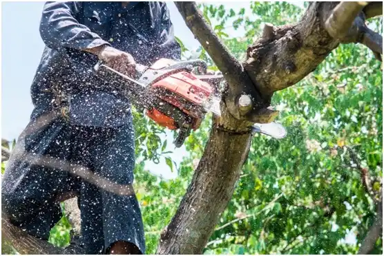 tree services Buena